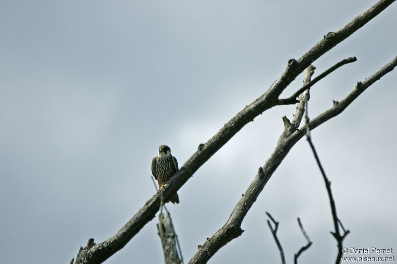 Eurasian Hobbyadult, habitat