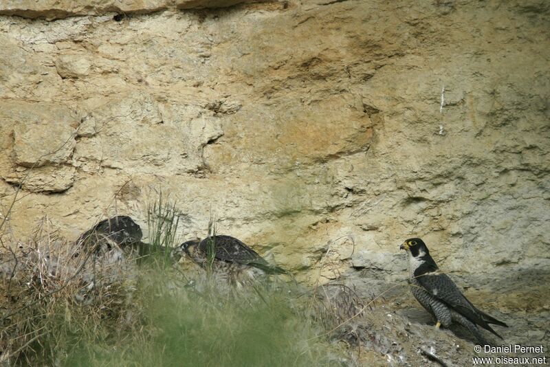 Faucon pèlerinadulte, identification, Comportement