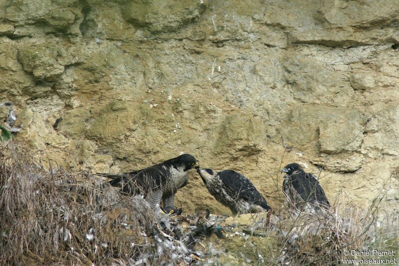 Faucon pèlerinadulte, identification, Comportement