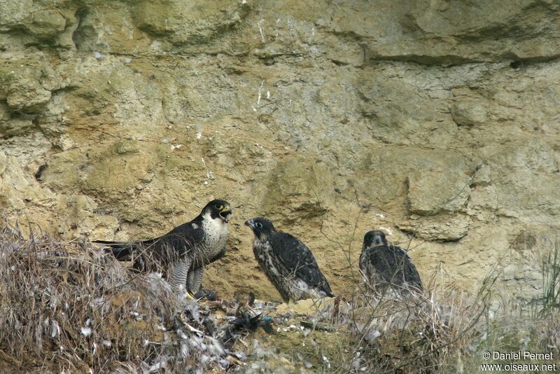 Faucon pèlerinadulte, identification, Comportement