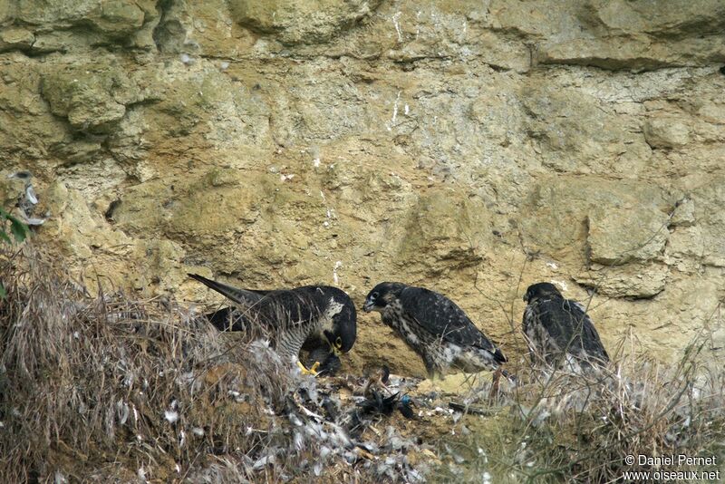 Faucon pèlerinadulte, identification, Comportement