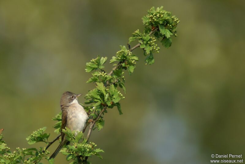 Common Whitethroatadult, identification