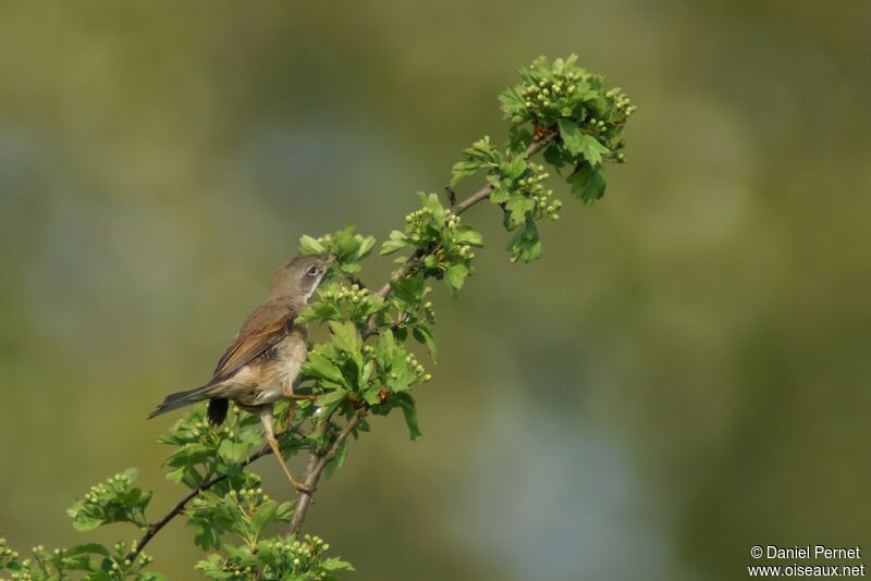 Common Whitethroatadult, identification