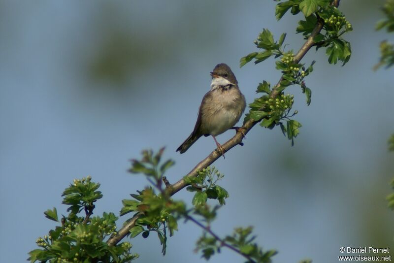 Common Whitethroatadult, identification