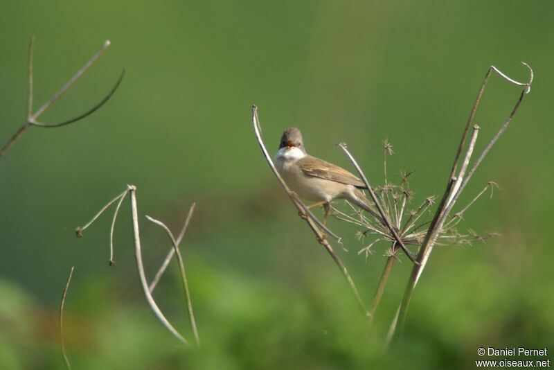 Common Whitethroatadult, identification