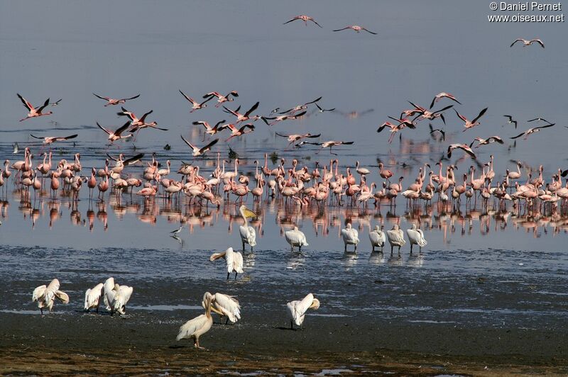 Lesser Flamingoadult, identification