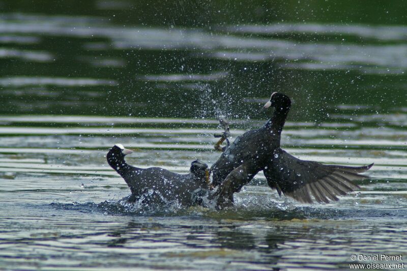 Eurasian Coot male adult, Behaviour