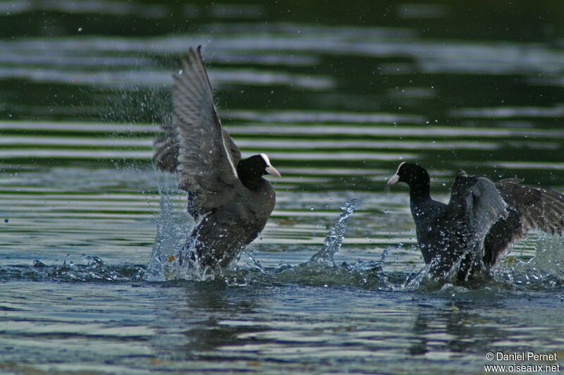 Eurasian Coot male adult, Behaviour