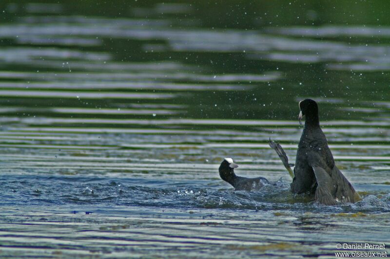 Eurasian Coot male adult, Behaviour