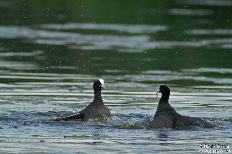 Eurasian Coot male adult, Behaviour