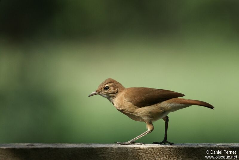 Rufous Horneroadult, identification, Reproduction-nesting