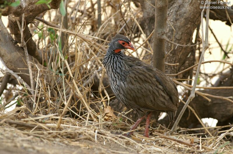 Francolin à gorge rouge mâle, identification