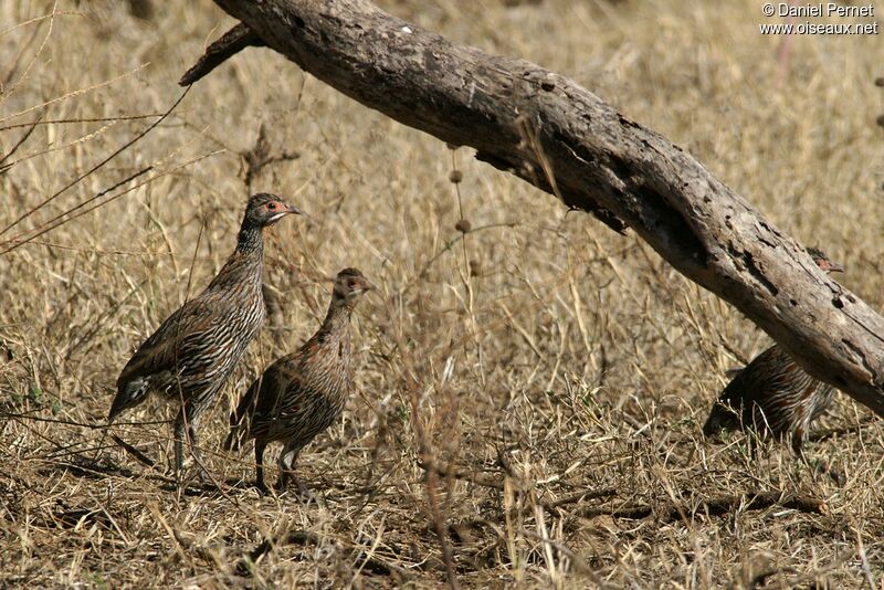 Grey-breasted Spurfowl, identification