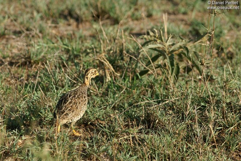 Francolin coqui, identification