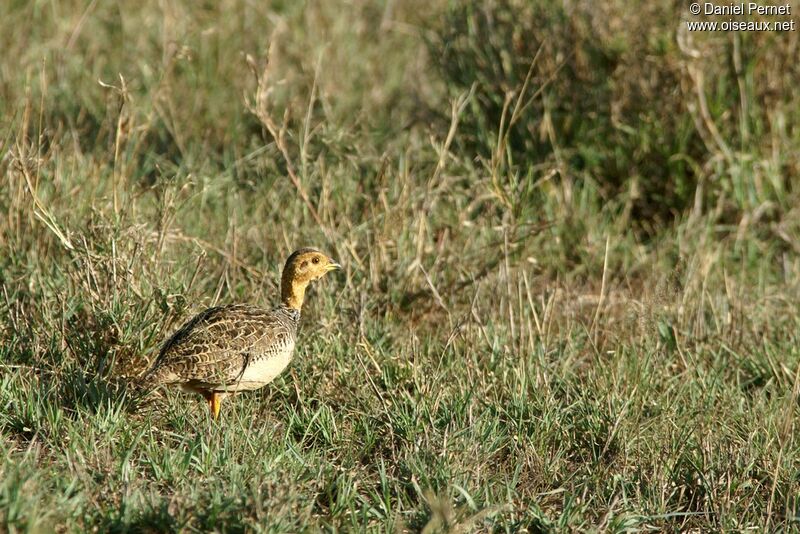 Coqui Francolin, identification