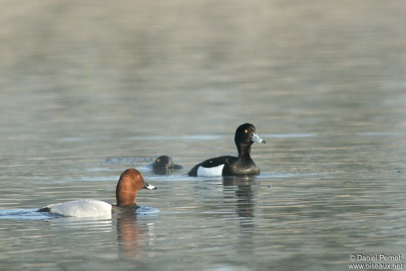 Common Pochard male adult, identification