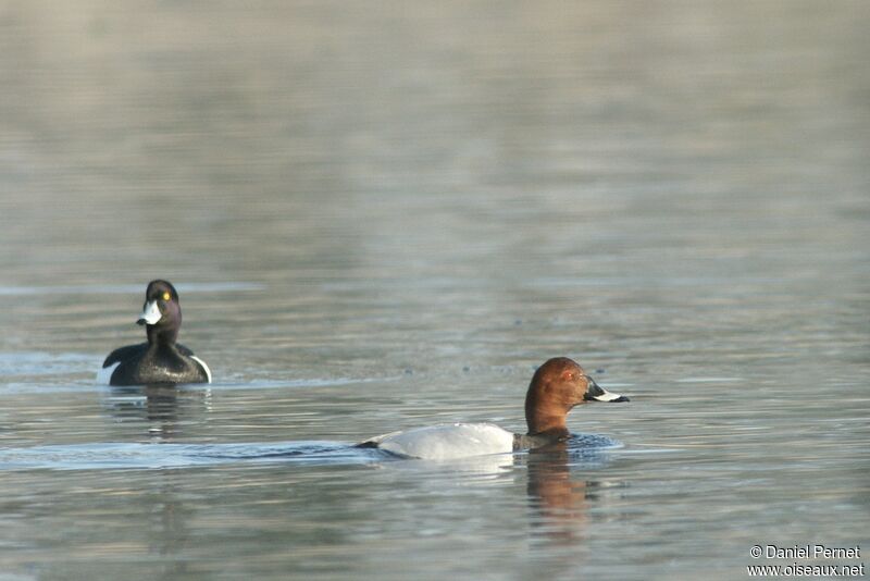 Common Pochard male adult, identification