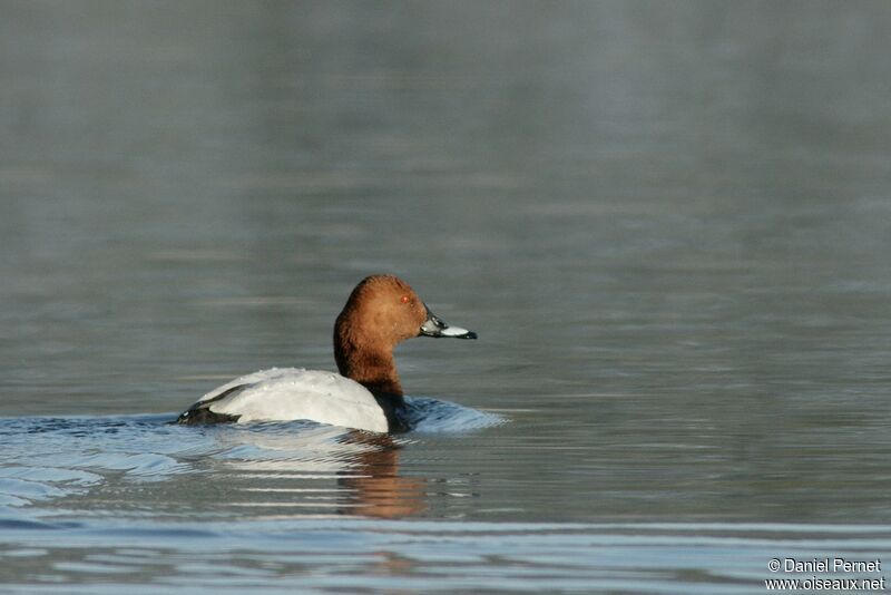 Common Pochard male adult, identification