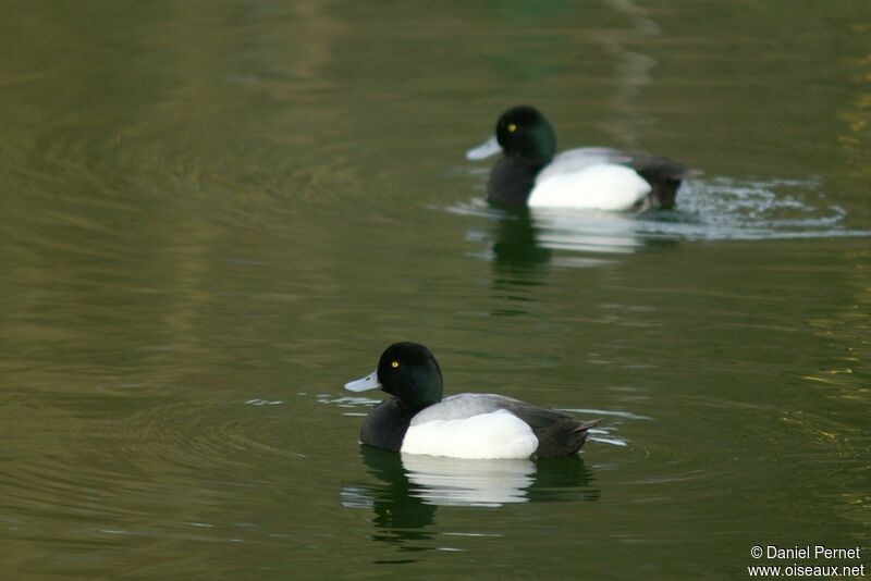 Greater Scaup male adult, identification