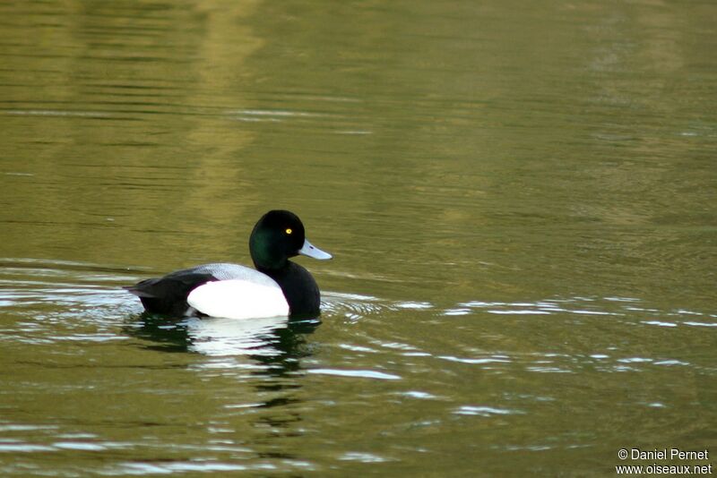 Greater Scaup male adult, identification