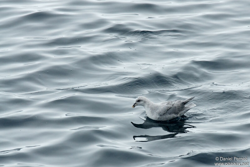 Fulmar boréaladulte, identification, nage