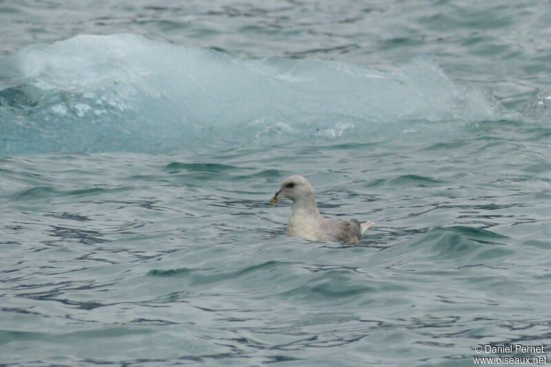 Fulmar boréaladulte, identification, nage