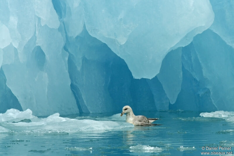 Fulmar boréaladulte, identification, nage