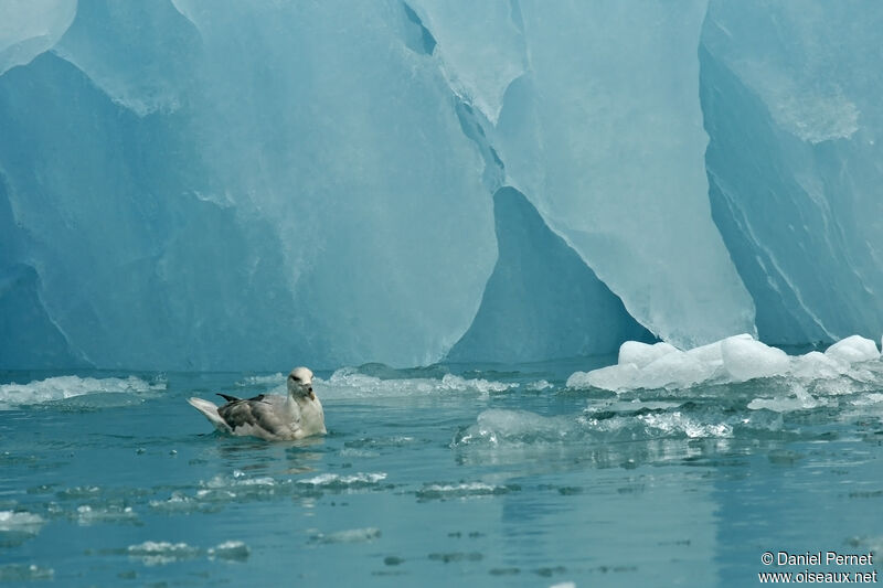 Northern Fulmaradult, identification, swimming