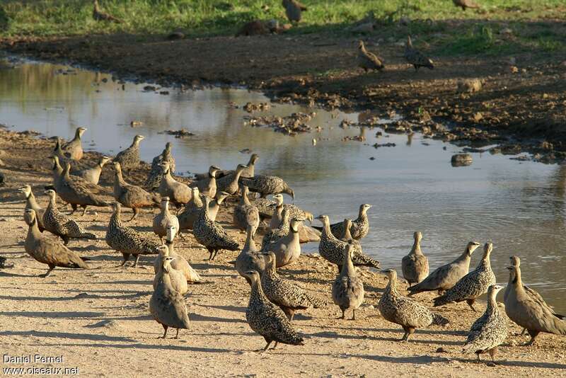 Yellow-throated Sandgrouseadult, Behaviour