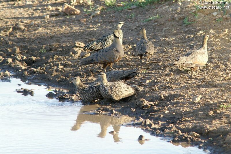 Yellow-throated Sandgrouseadult, identification, Behaviour