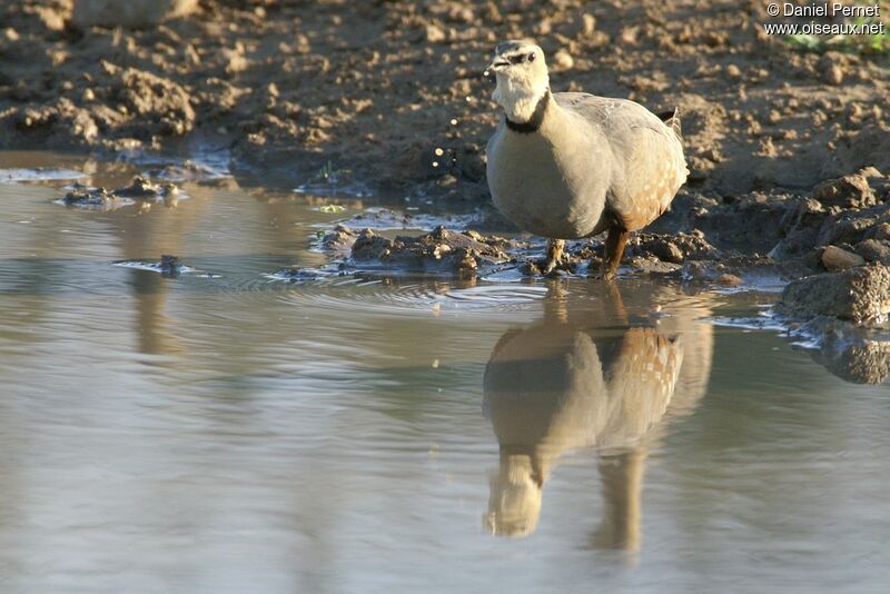 Yellow-throated Sandgrouse male adult, identification