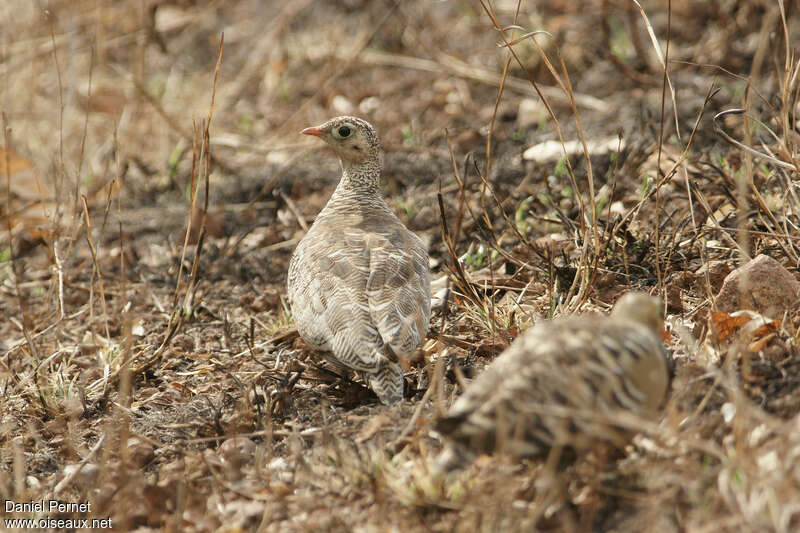 Ganga indien femelle adulte, identification