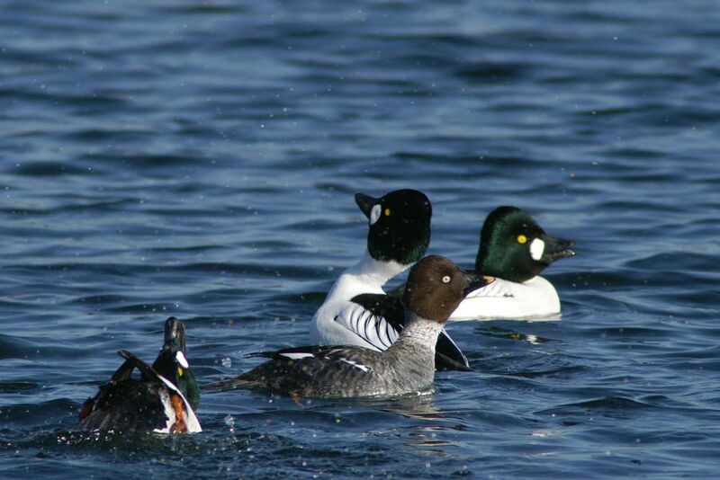 Common Goldeneye adult post breeding, identification, Behaviour