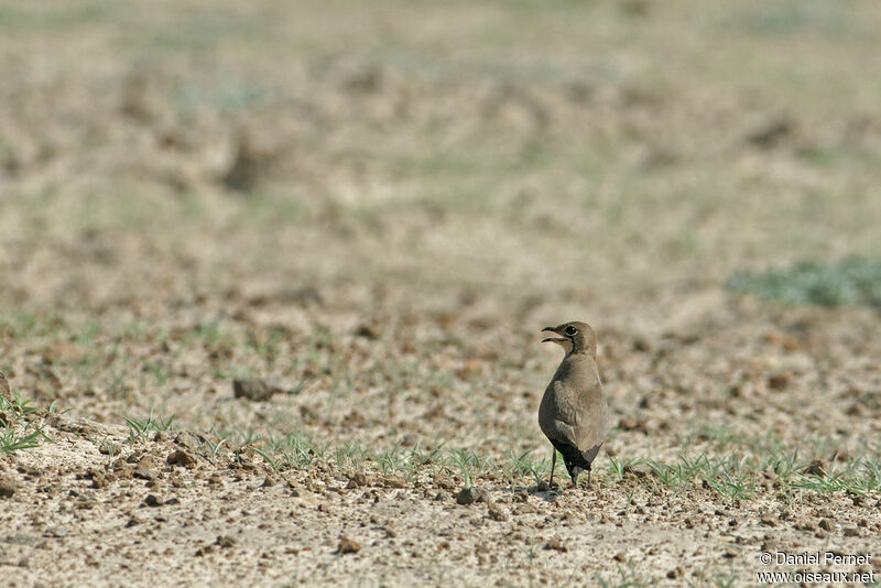 Collared Pratincoleadult, identification