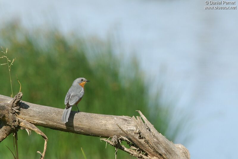 Silverbirdadult, identification