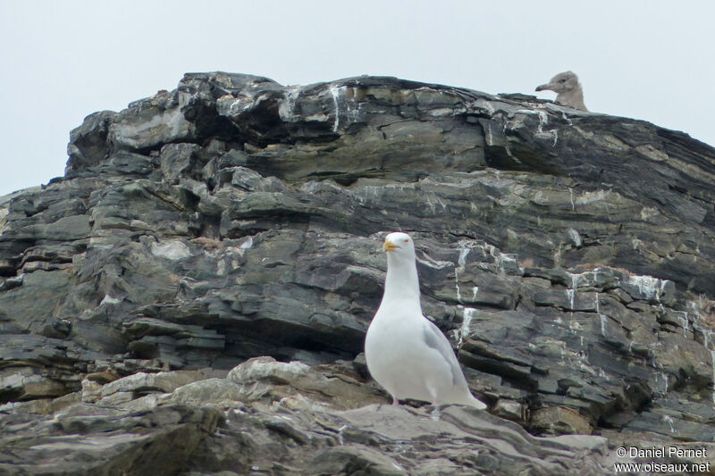 Glaucous Gulladult, identification, walking