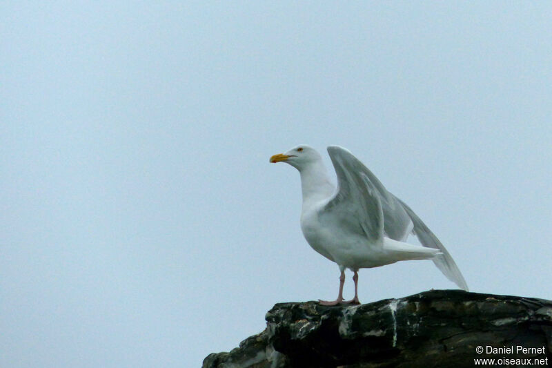 Glaucous Gulladult, identification, walking