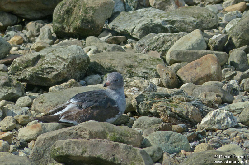 Goéland de Scoresbyimmature