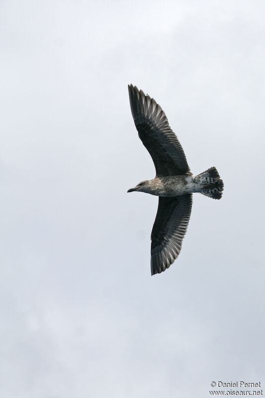 Yellow-legged Gullsubadult, Flight