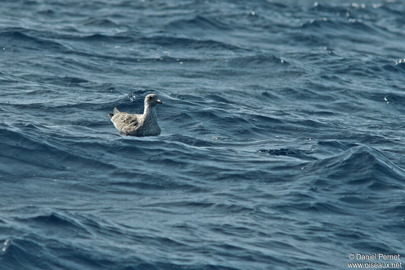 Yellow-legged Gullsubadult, swimming