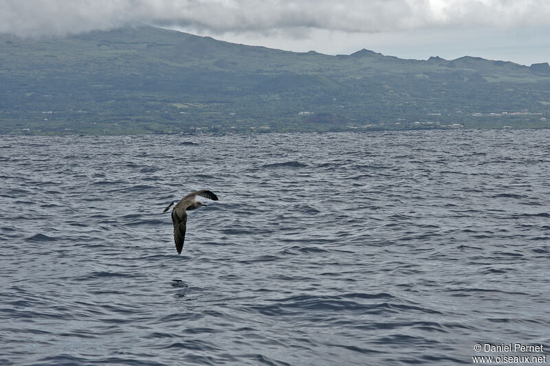 Goéland leucophéesubadulte, Vol