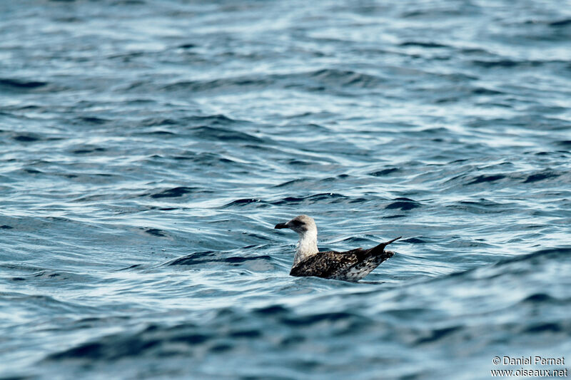 Yellow-legged Gullsubadult, swimming