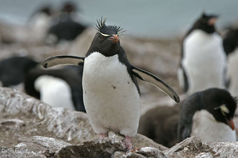 Gorfou sauteuradulte nuptial, identification, marche