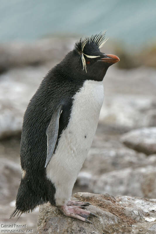 Gorfou sauteuradulte nuptial, identification