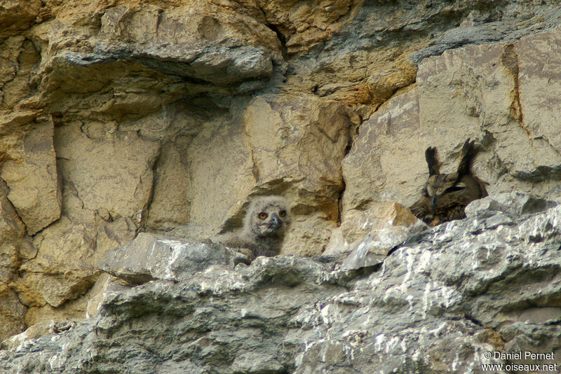 Eurasian Eagle-Owl, identification, Reproduction-nesting