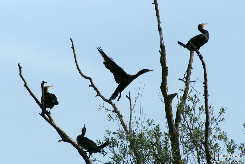 Great Cormorantimmature, Behaviour