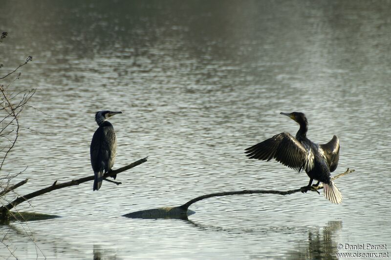 Grand Cormoranadulte, Comportement