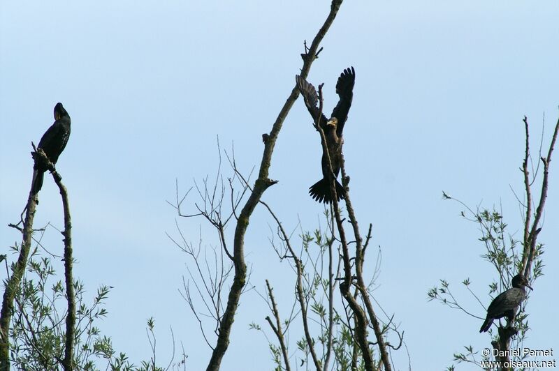 Grand Cormoranimmature, Comportement