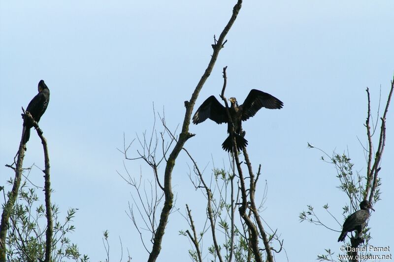 Grand Cormoranimmature, Comportement