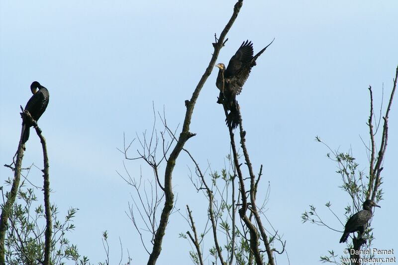 Grand Cormoranimmature, Comportement